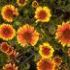 Mecanisme de aparare specifice plantelor